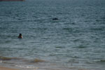 Dolphin Show