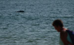Dolphin Show