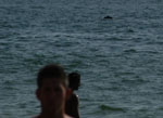 Dolphin Show