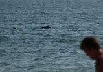 Dolphin Show