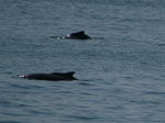 Dolphin Show