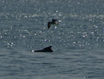 Dolphin Show
