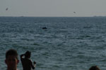 Dolphin Show