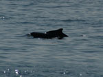 Dolphin Show