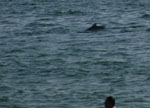Dolphin Show