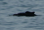 Dolphin Show