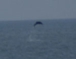 Dolphin Show