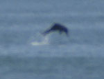 Dolphin Display