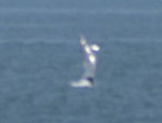 Dolphin Display