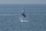 Dolphin Show