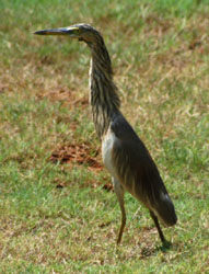 Egret