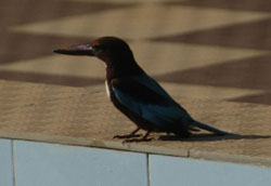 White Throated Kingfisher