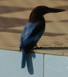 White Throated Kingfisher