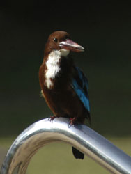 White Throated Kingfisher