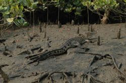 Crocodile