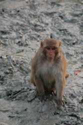 Monkey business