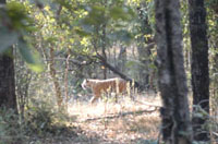 Another Tiger