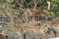 Tigers