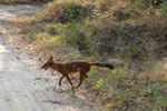 Indian Wild Dogs