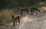 Wild Dogs