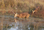Barasingha