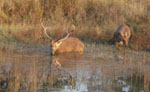 Barasingha