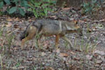 Indian Wolf