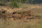Spotted Deer