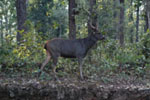 Sambar Deer